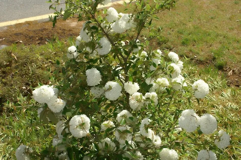 Hólabda bangita / Viburnum 'Eskimo'