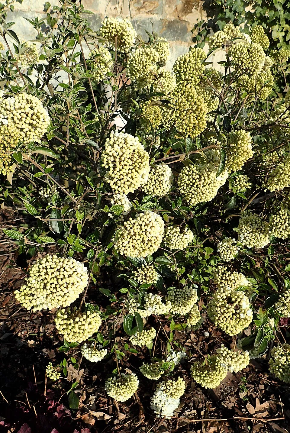 Hólabda bangita / Viburnum 'Eskimo'