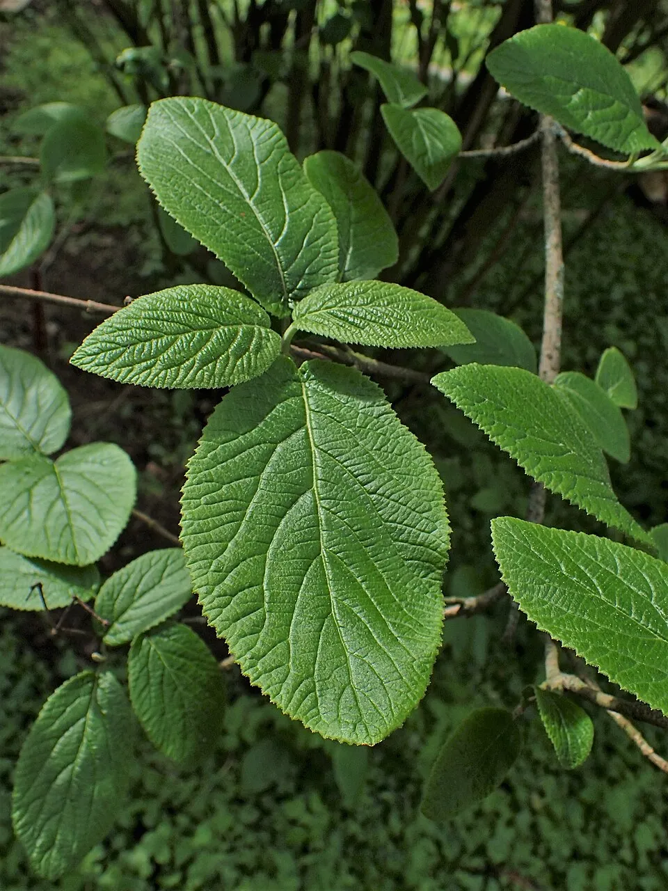 Ostorménbangita / Viburnum lantana