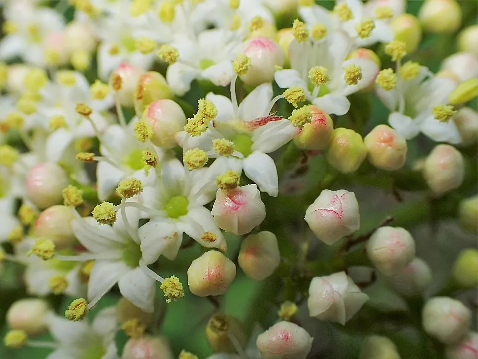 Ostorménbangita / Viburnum lantana
