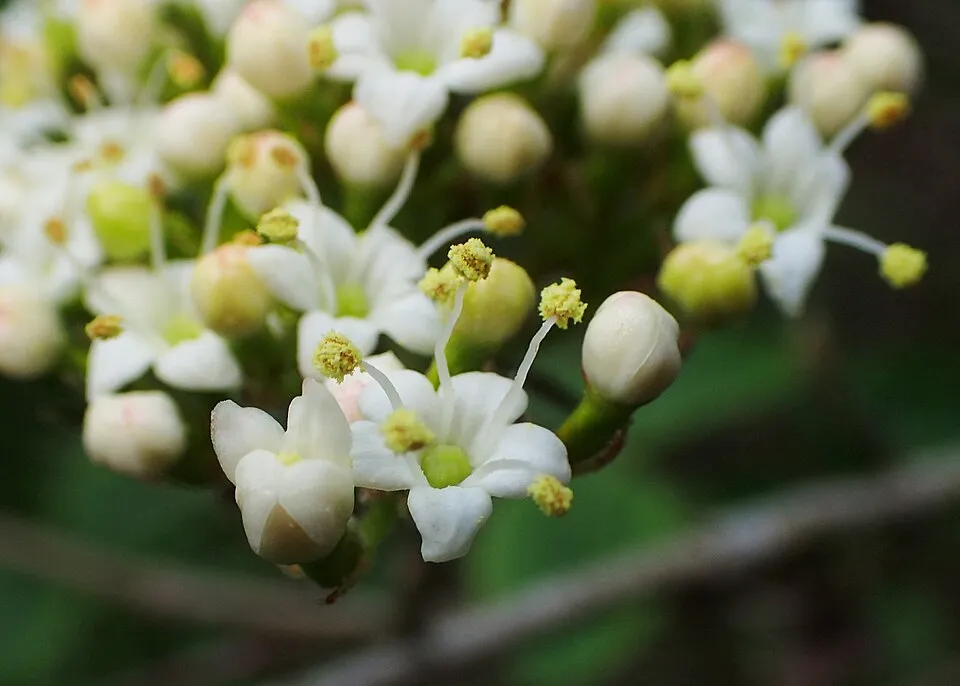 Ostorménbangita / Viburnum lantana