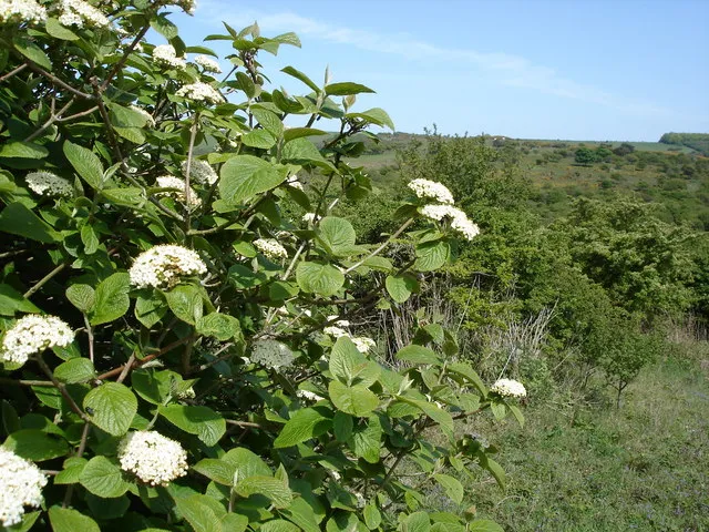 Ostorménbangita / Viburnum lantana