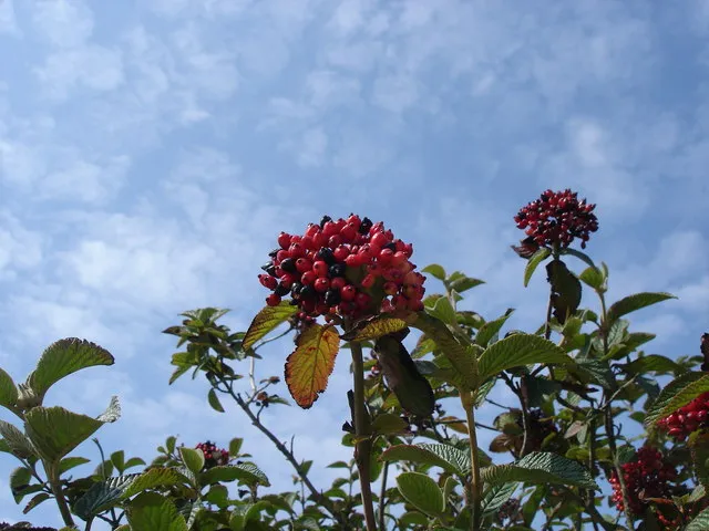 Ostorménbangita / Viburnum lantana