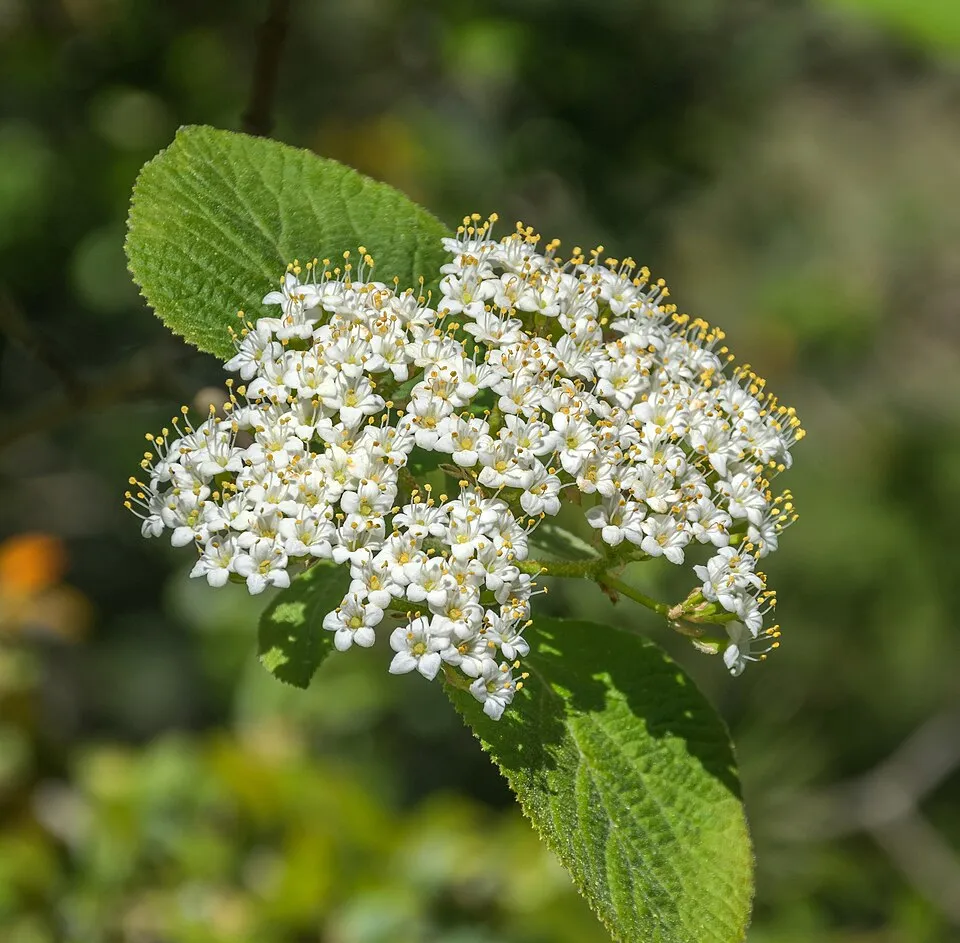 Ostorménbangita / Viburnum lantana