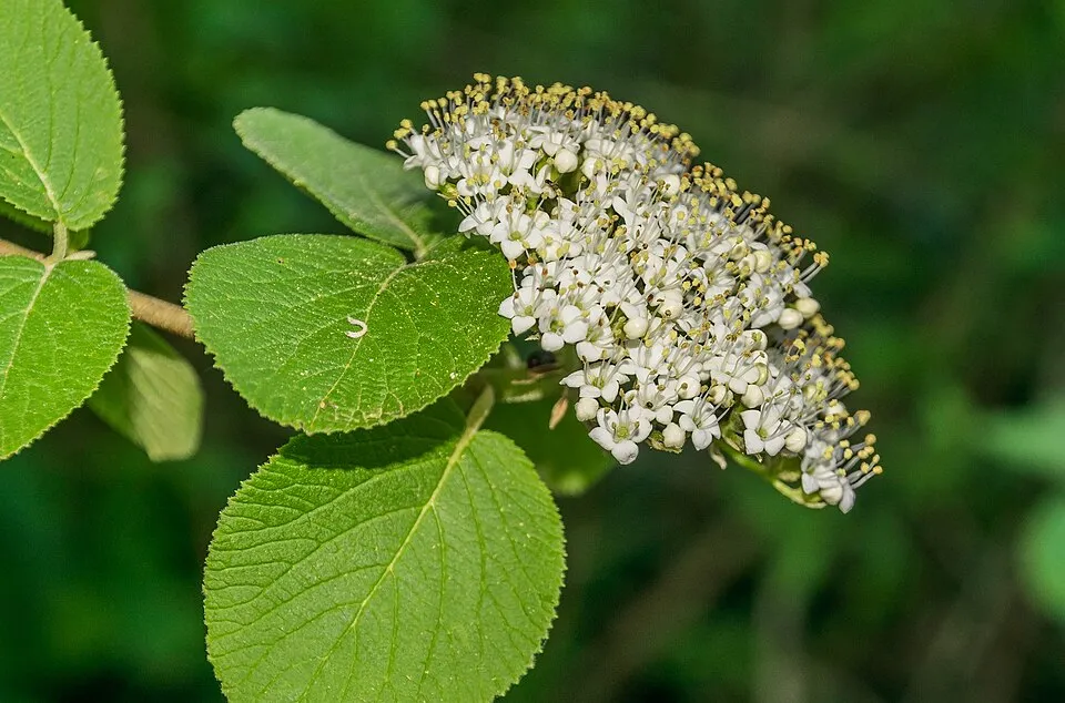 Ostorménbangita / Viburnum lantana