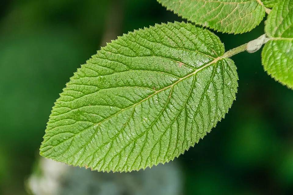 Ostorménbangita / Viburnum lantana
