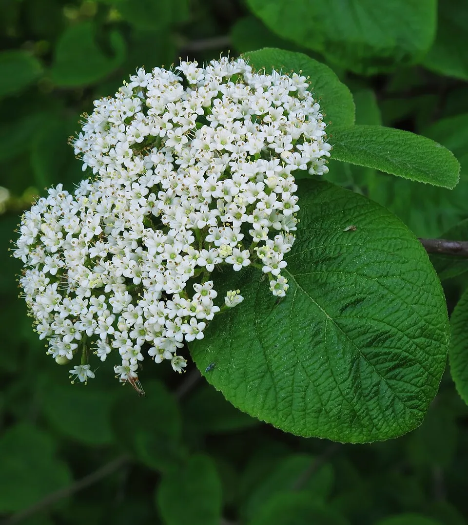 Ostorménbangita / Viburnum lantana