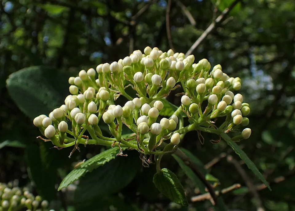 Ostorménbangita / Viburnum lantana