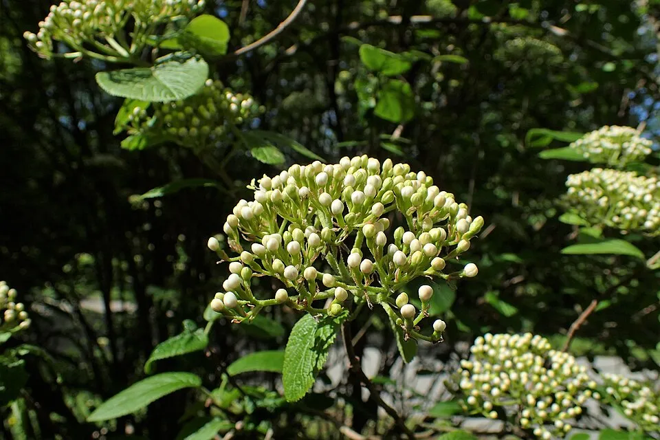 Ostorménbangita / Viburnum lantana