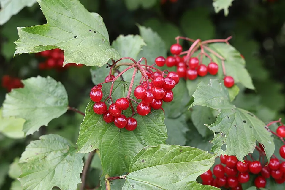 Kányabangita / Viburnum opulus