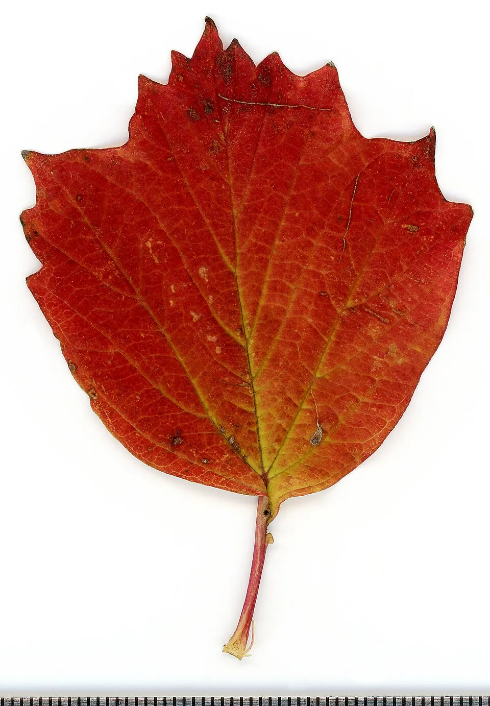 Kányabangita / Viburnum opulus