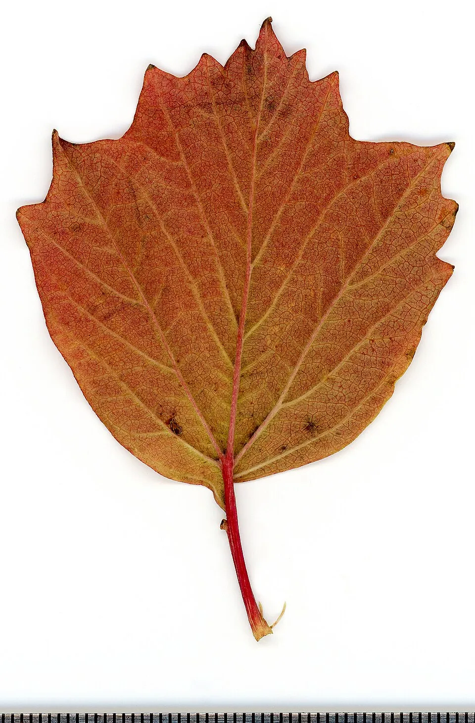 Kányabangita / Viburnum opulus
