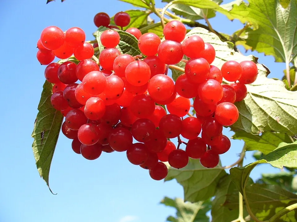 Kányabangita / Viburnum opulus