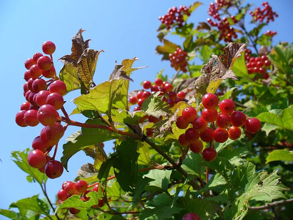 Kányabangita / Viburnum opulus
