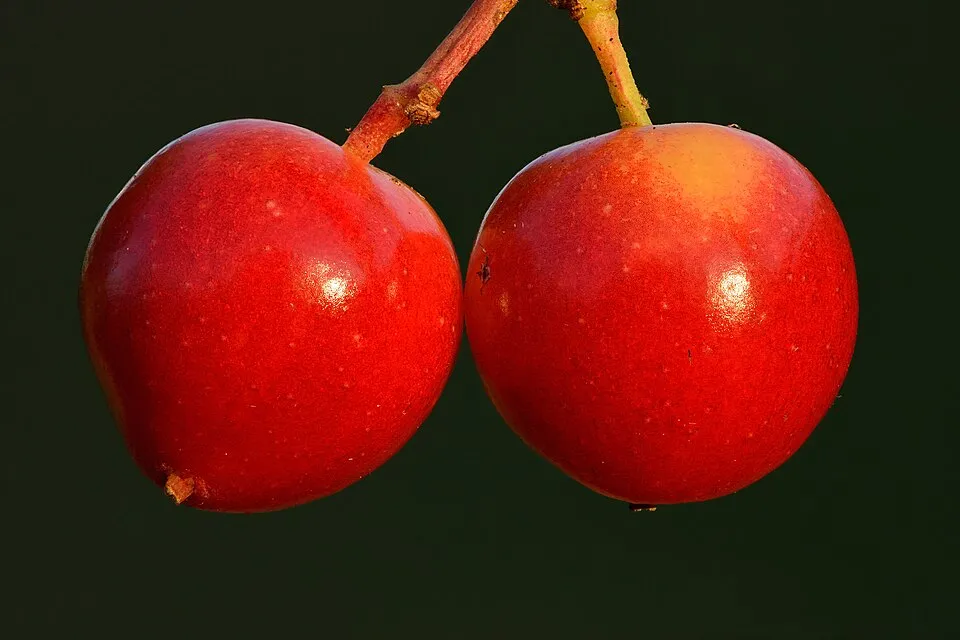 Kányabangita / Viburnum opulus