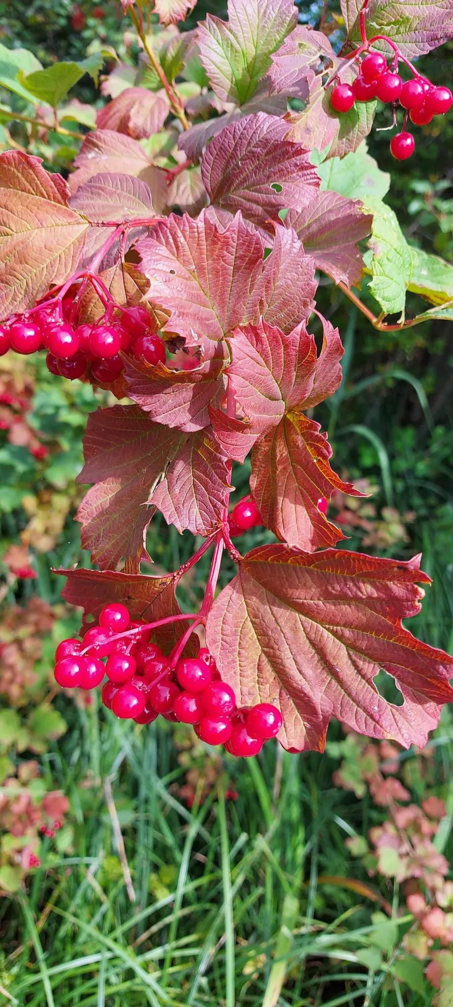 Kányabangita / Viburnum opulus