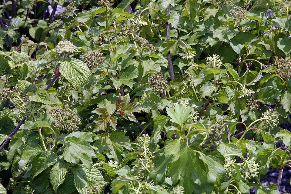 Törpe kányabangita / Viburnum opulus 'Compactum'
