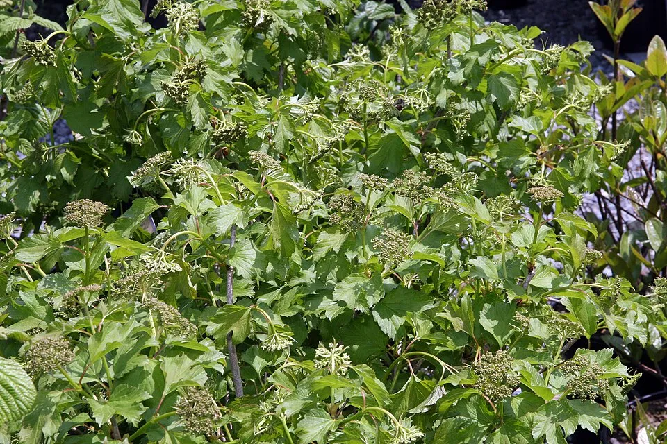 Törpe kányabangita / Viburnum opulus 'Compactum'