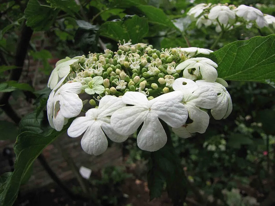 Törpe kányabangita / Viburnum opulus 'Compactum'