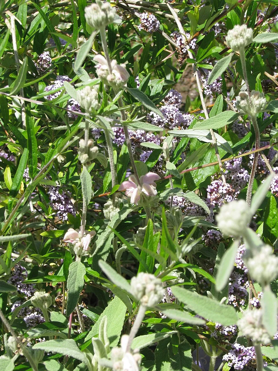 Korai nyári orgona / Buddleja alternifolia