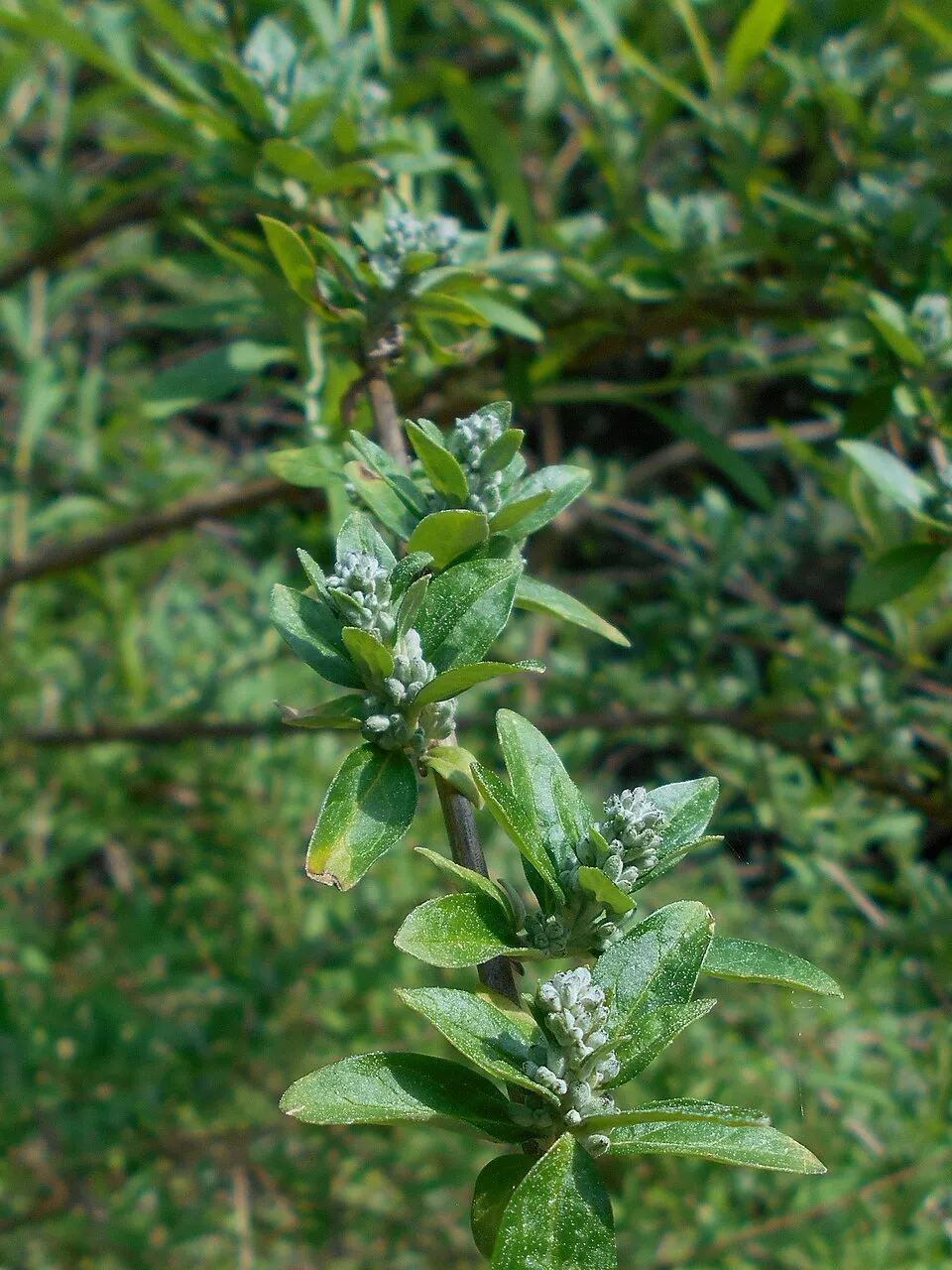 Korai nyári orgona / Buddleja alternifolia