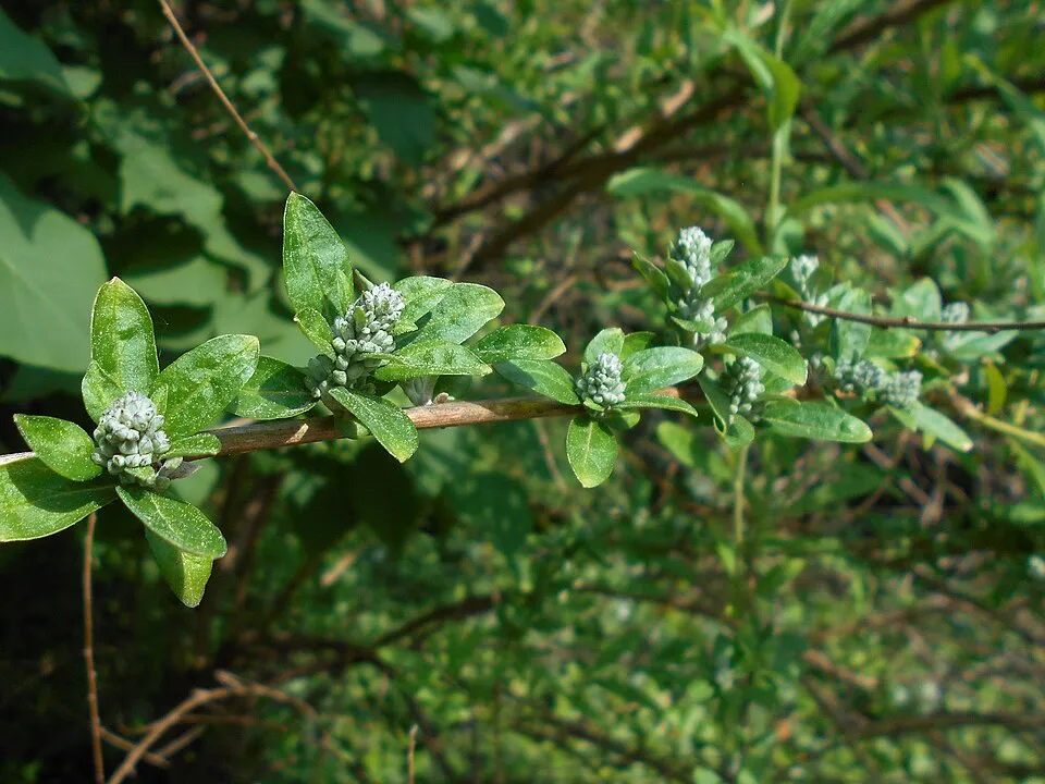 Korai nyári orgona / Buddleja alternifolia