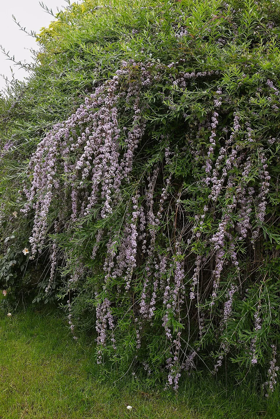 Korai nyári orgona / Buddleja alternifolia
