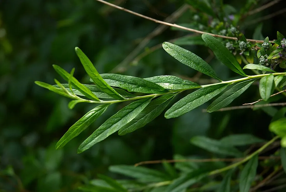 Korai nyári orgona / Buddleja alternifolia