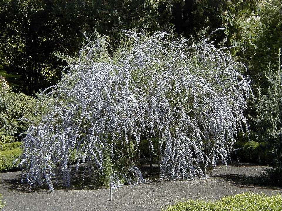 Korai nyári orgona / Buddleja alternifolia