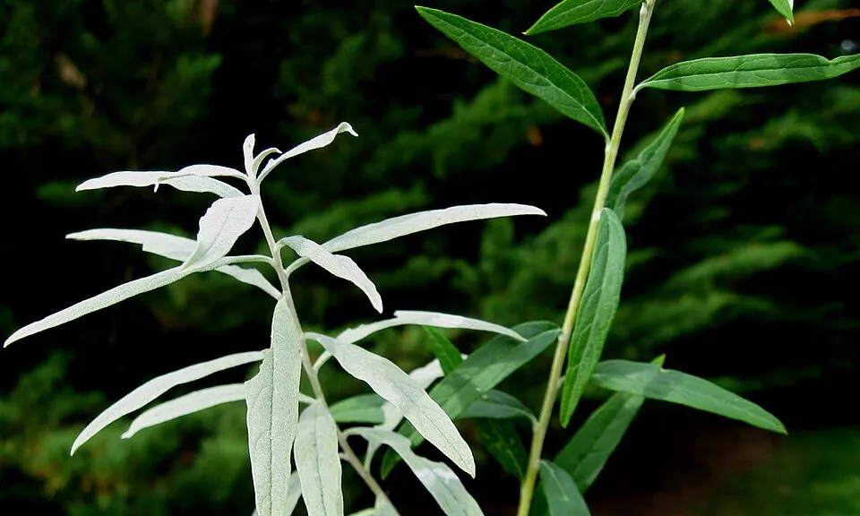 Korai nyári orgona / Buddleja alternifolia
