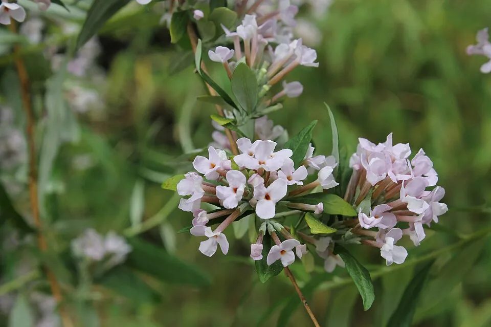Korai nyári orgona / Buddleja alternifolia