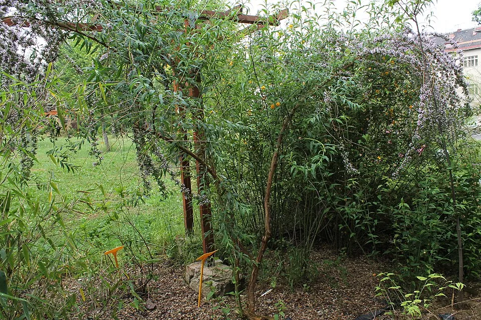 Korai nyári orgona / Buddleja alternifolia