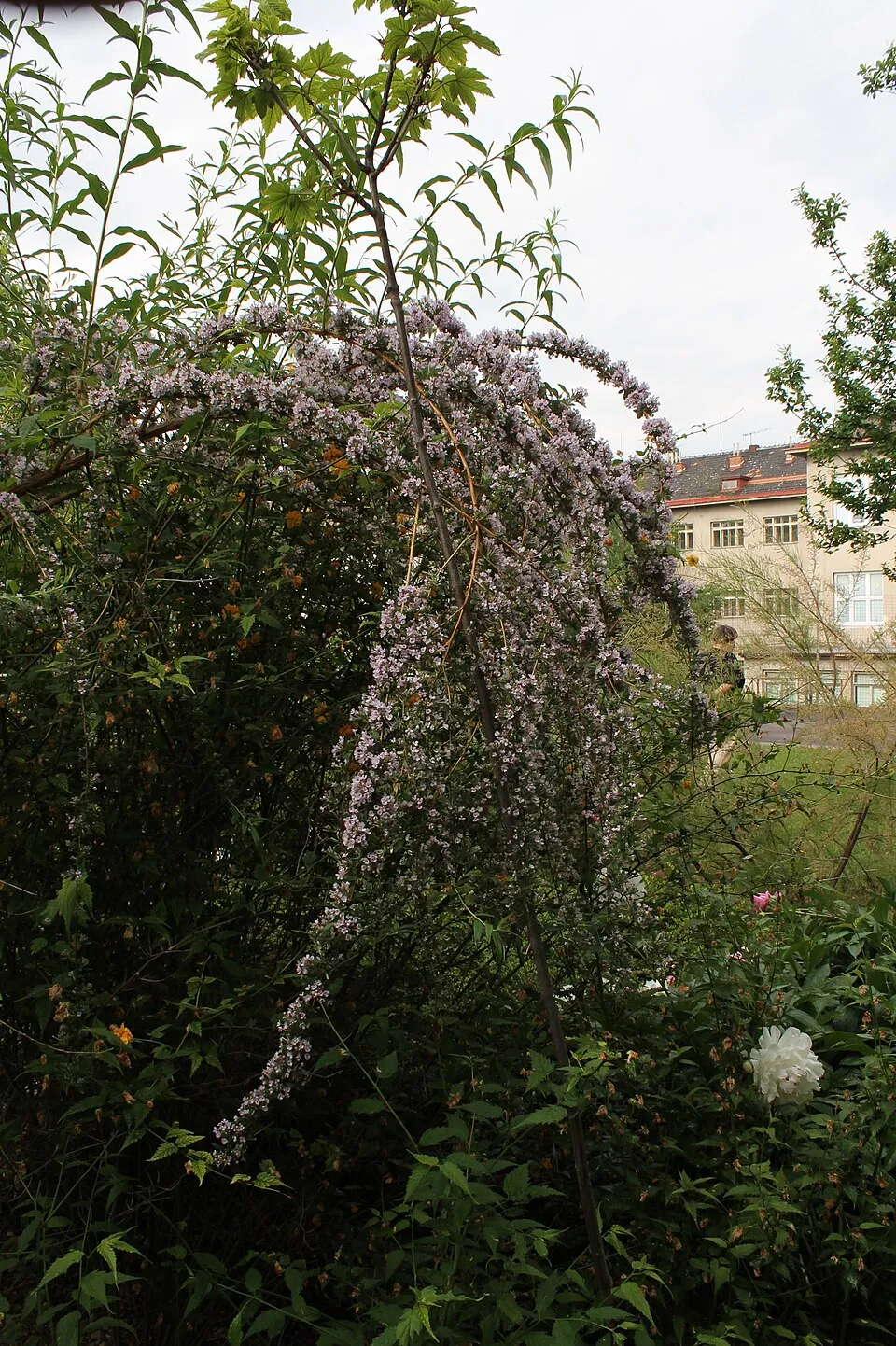Korai nyári orgona / Buddleja alternifolia