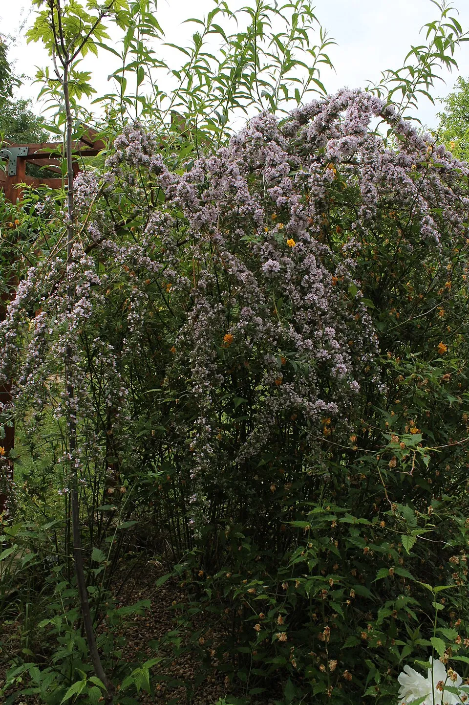 Korai nyári orgona / Buddleja alternifolia
