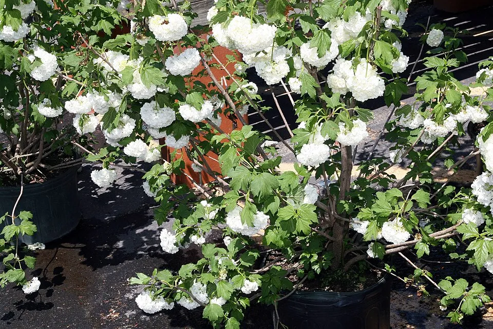 Labdarózsa / Viburnum opulus 'Roseum'