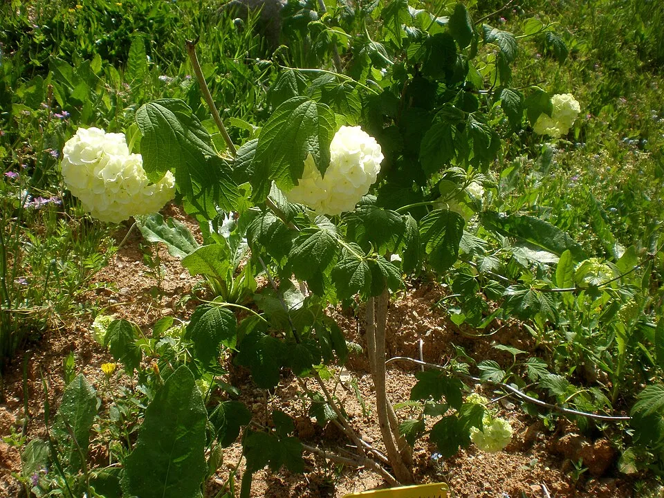Labdarózsa / Viburnum opulus 'Roseum'
