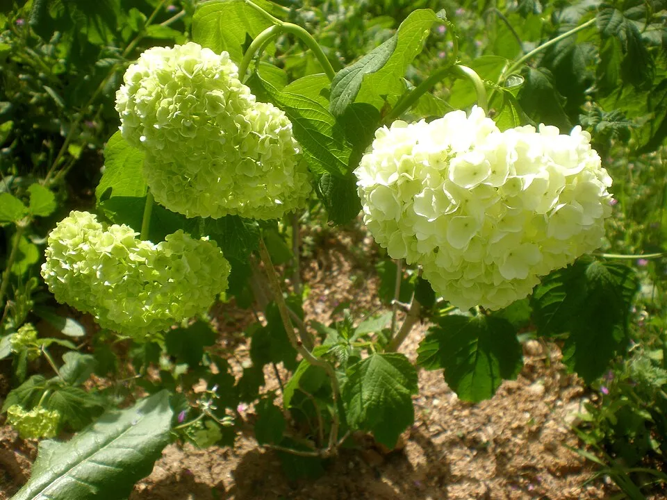 Labdarózsa / Viburnum opulus 'Roseum'