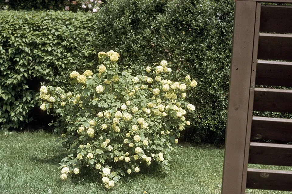 Labdarózsa / Viburnum opulus 'Roseum'