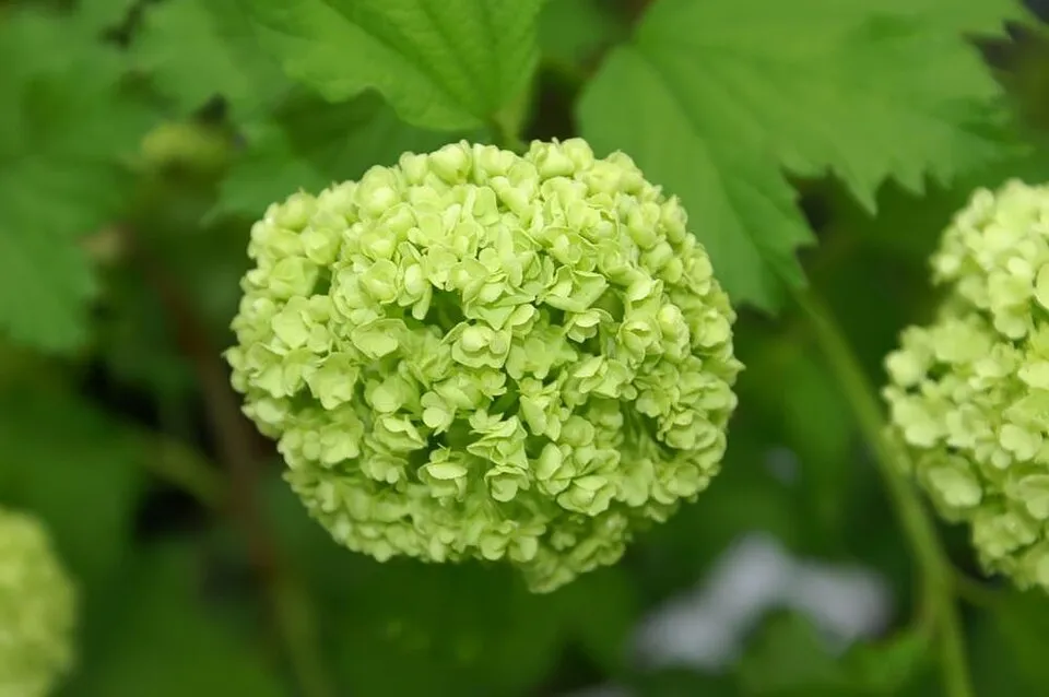 Labdarózsa / Viburnum opulus 'Roseum'