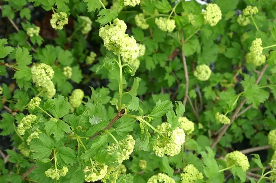 Labdarózsa / Viburnum opulus 'Roseum'