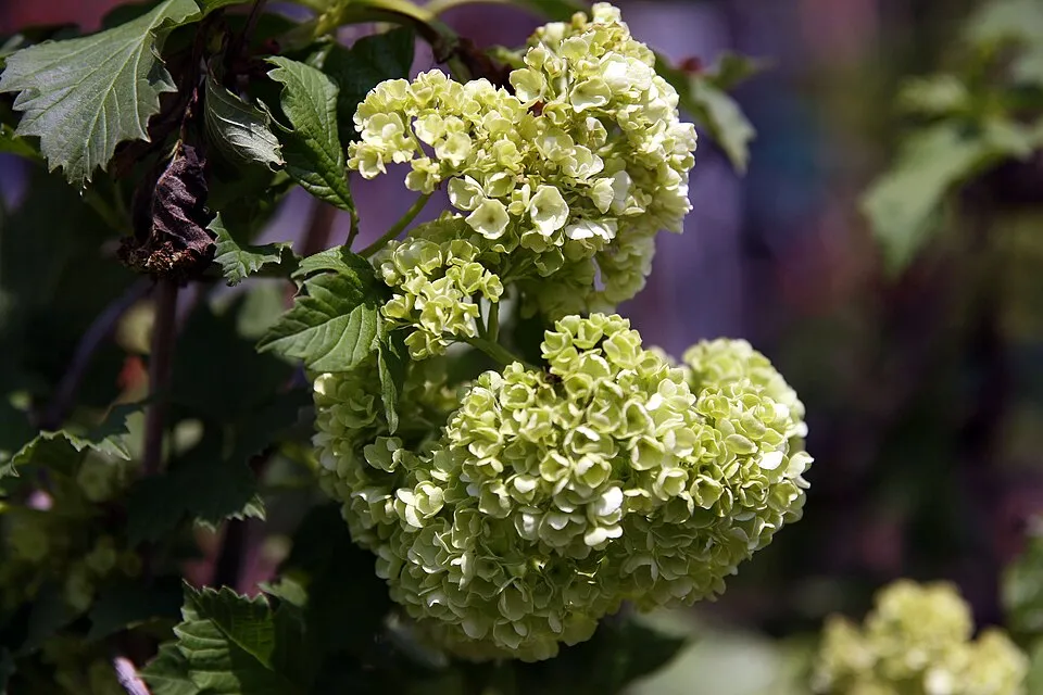 Labdarózsa / Viburnum opulus 'Roseum'