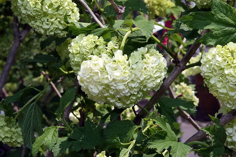 Labdarózsa / Viburnum opulus 'Roseum'