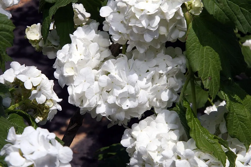 Labdarózsa / Viburnum opulus 'Roseum'