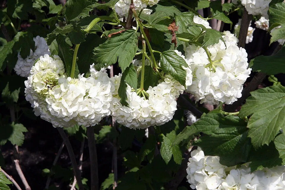 Labdarózsa / Viburnum opulus 'Roseum'
