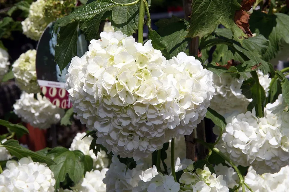 Labdarózsa / Viburnum opulus 'Roseum'