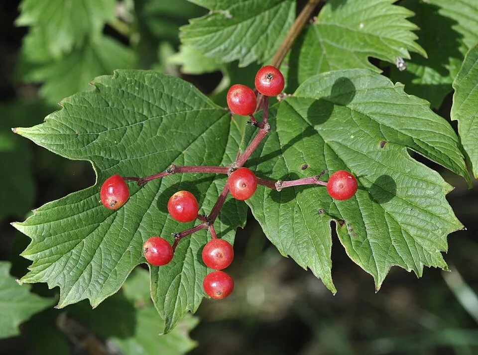Kányabangita / Viburnum opulus 'Xanthocarpum'