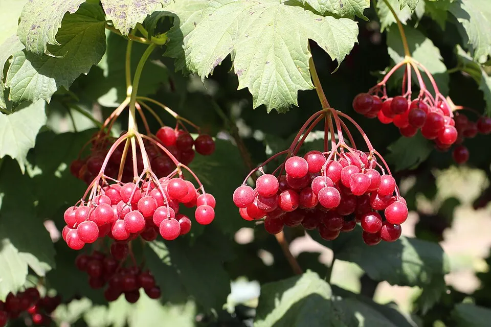 Kányabangita / Viburnum opulus 'Xanthocarpum'