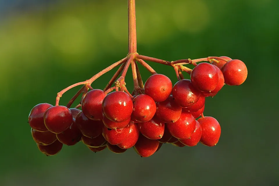 Kányabangita / Viburnum opulus 'Xanthocarpum'