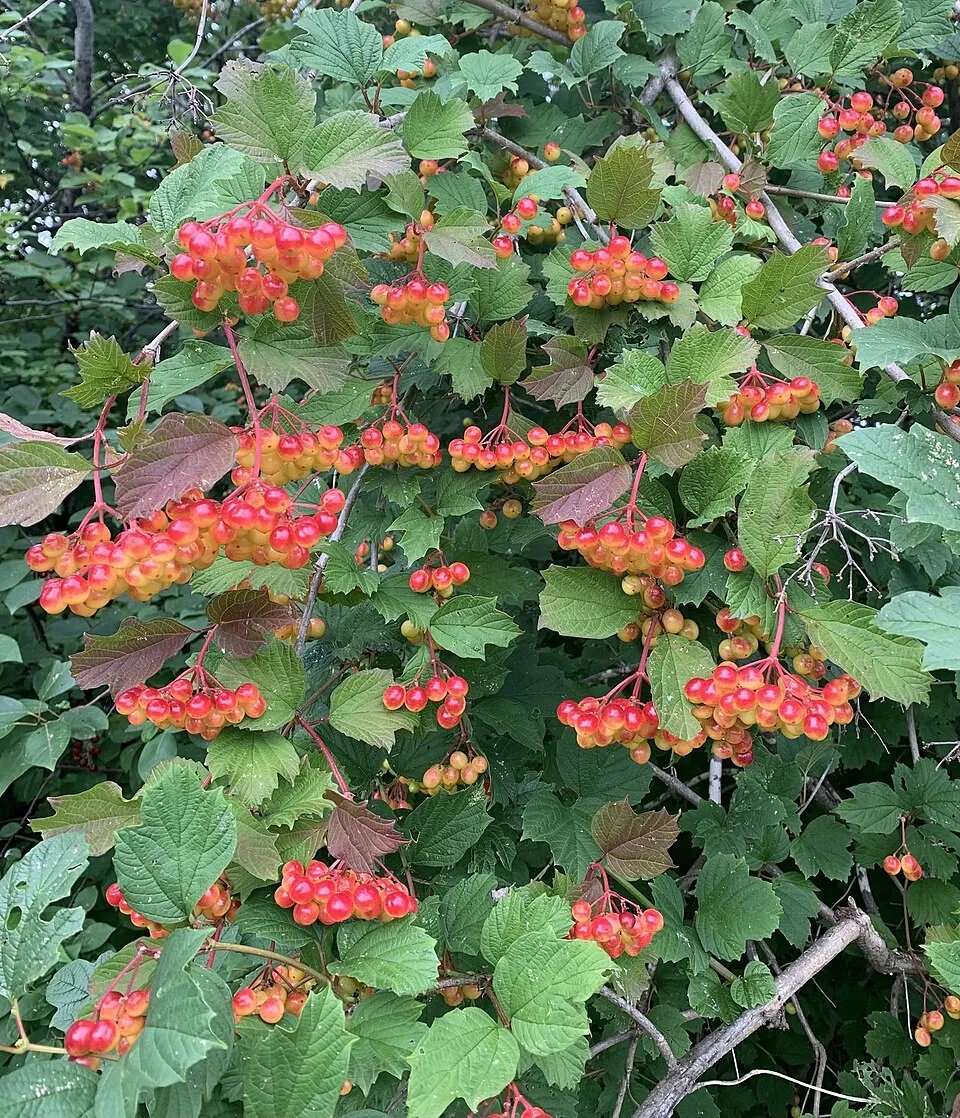 Kányabangita / Viburnum opulus 'Xanthocarpum'