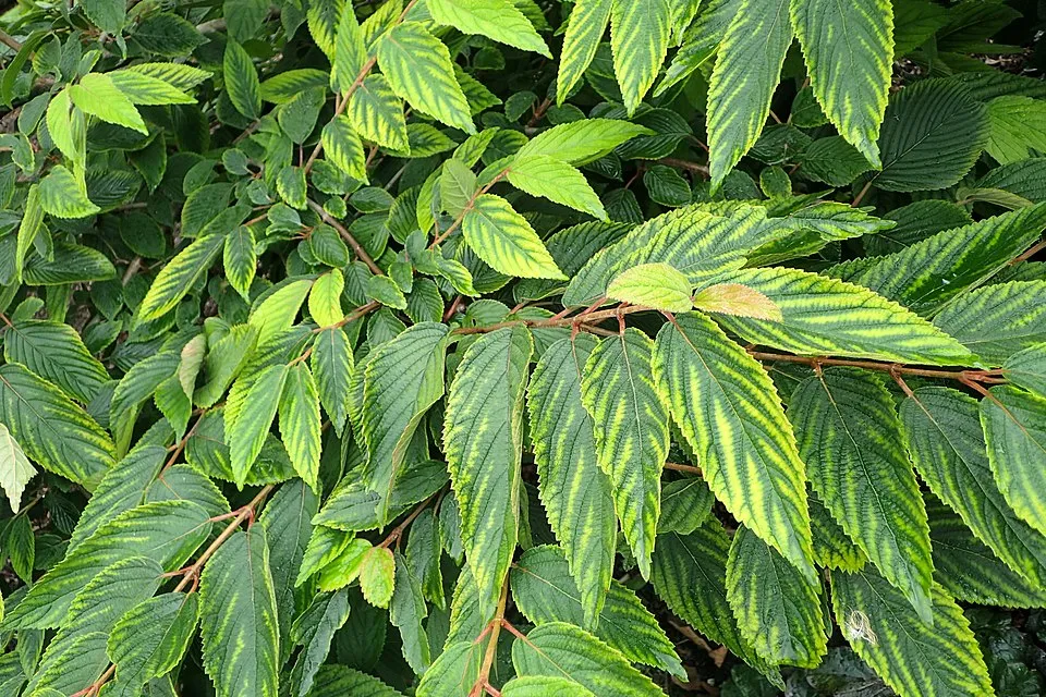 Fehér-rózsaszín virágú, redős bangita / Viburnum plicatum 'Kilimanjaro Sunrise'